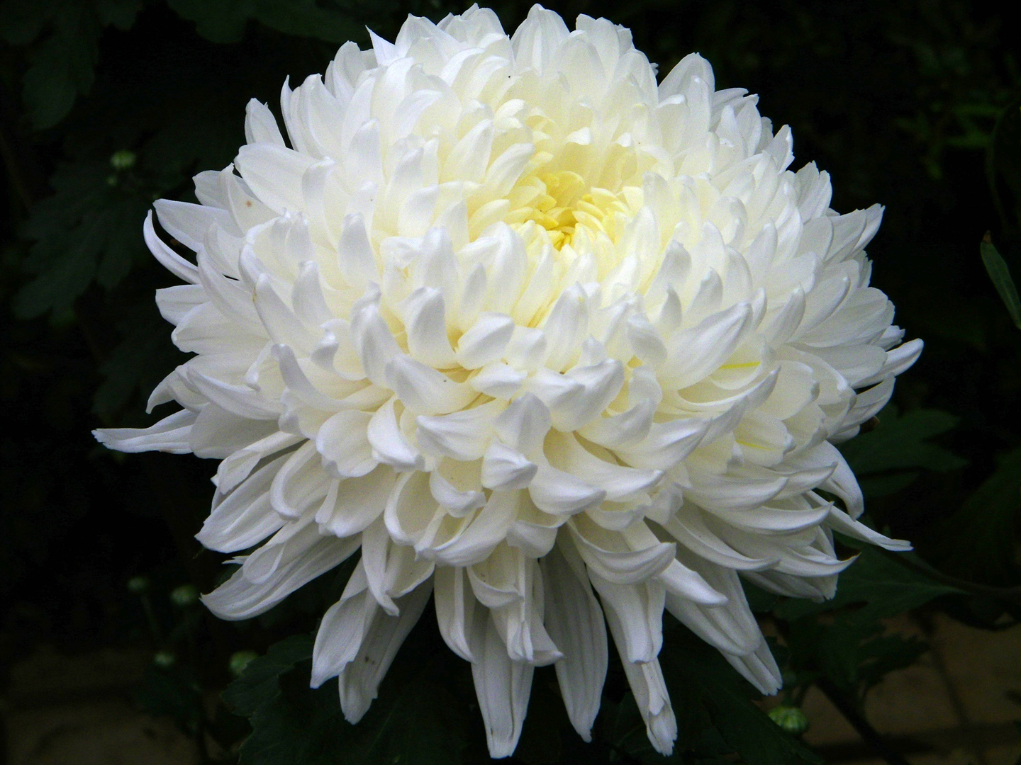 Chrysanthemum flower meaning